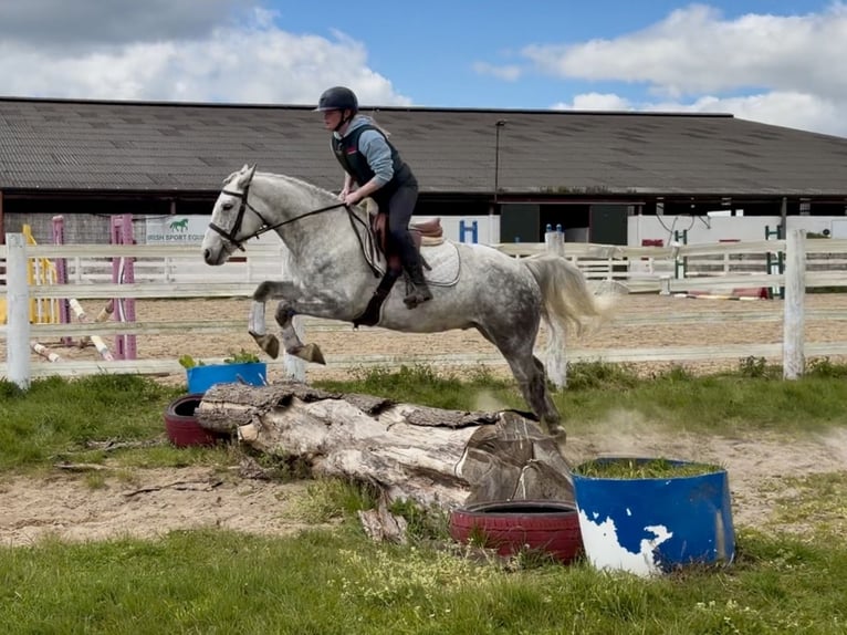 Connemara Wallach 5 Jahre 150 cm Schimmel in Laois
