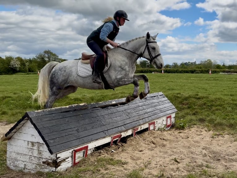 Connemara Wallach 5 Jahre 150 cm Schimmel in Laois