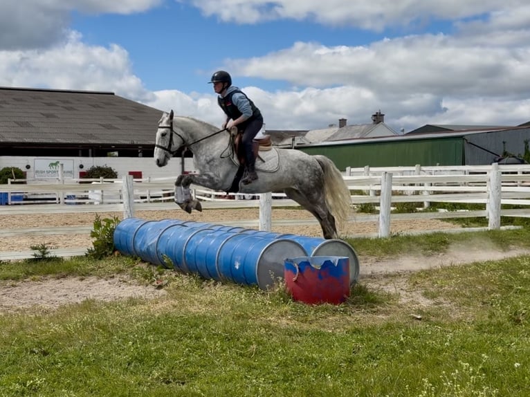Connemara Wallach 5 Jahre 150 cm Schimmel in Laois