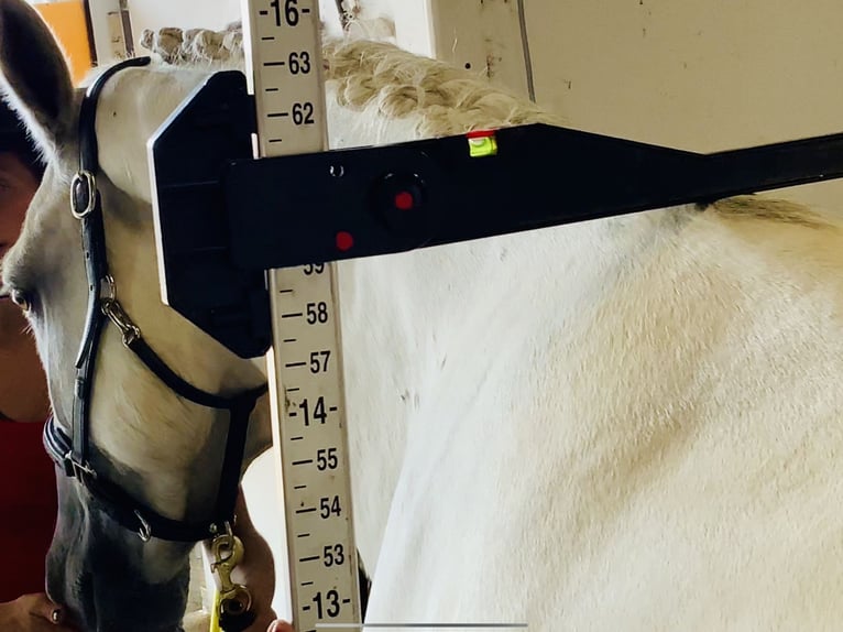 Connemara Wallach 5 Jahre 150 cm Schimmel in Mountrath