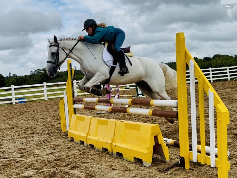 Connemara Wallach 5 Jahre 150 cm Schimmel in Mountrath
