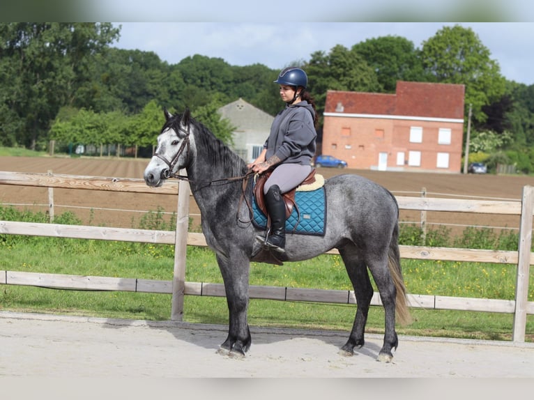 Connemara Wallach 5 Jahre 151 cm Blauschimmel in Pepingen
