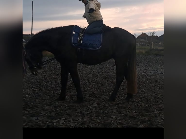 Connemara Wallach 5 Jahre 152 cm Apfelschimmel in Burgdorf