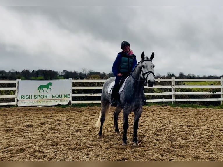 Connemara Wallach 5 Jahre 152 cm Apfelschimmel in Mountrath