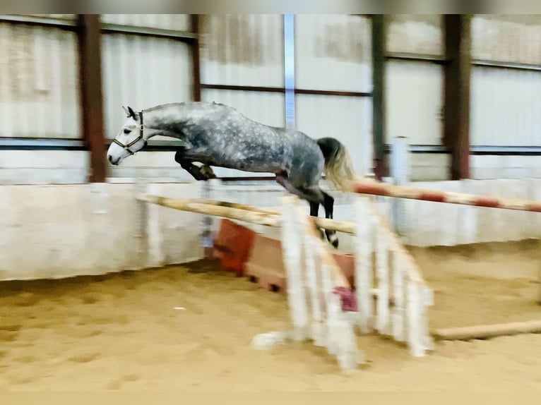 Connemara Wallach 5 Jahre 152 cm Apfelschimmel in Mountrath