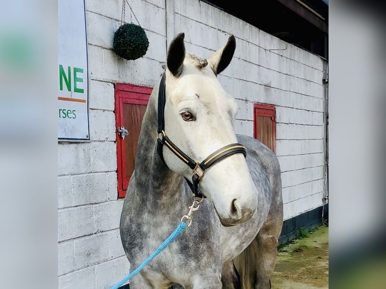 Connemara Wallach 5 Jahre 152 cm Apfelschimmel in Mountrath