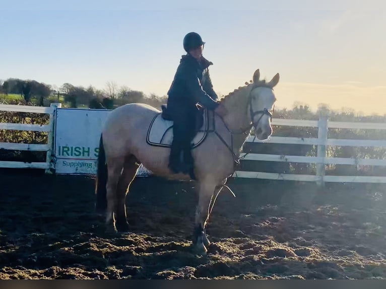 Connemara Wallach 5 Jahre 152 cm Falbe in Mountrath