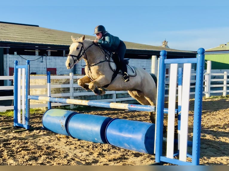 Connemara Wallach 5 Jahre 152 cm Falbe in Mountrath