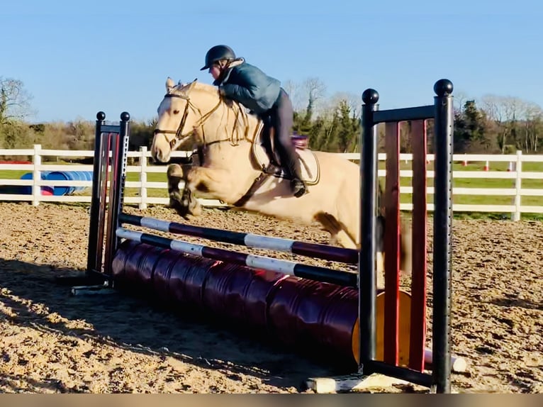 Connemara Wallach 5 Jahre 152 cm Falbe in Mountrath