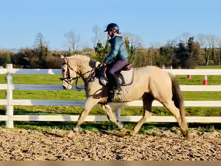 Connemara Wallach 5 Jahre 152 cm Falbe in Mountrath
