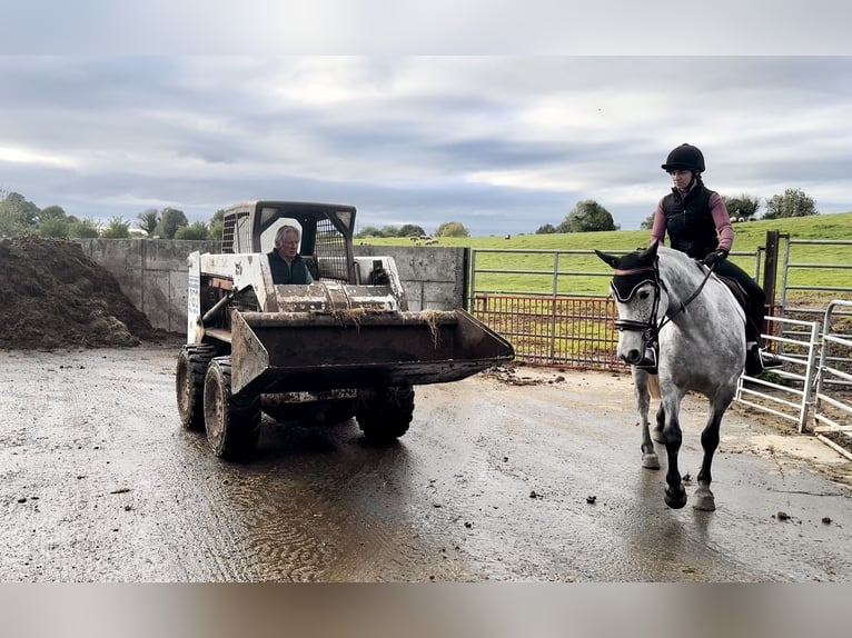 Connemara Wallach 5 Jahre 152 cm Schimmel in Mullingar
