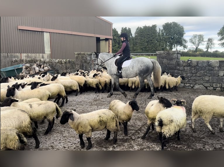 Connemara Wallach 5 Jahre 152 cm Schimmel in Mullingar