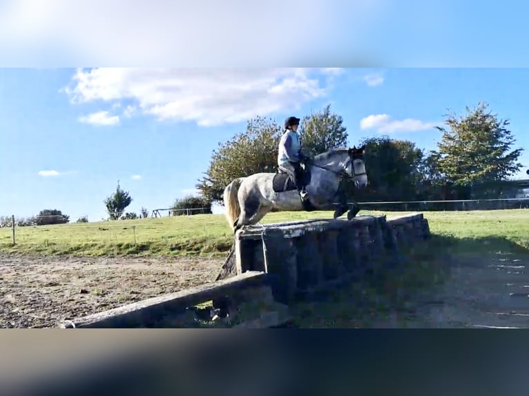Connemara Wallach 5 Jahre 152 cm Schimmel in Mullingar