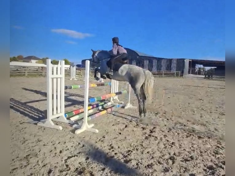 Connemara Wallach 5 Jahre 152 cm Schimmel in Mullingar