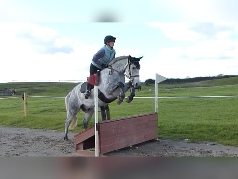 Connemara Wallach 5 Jahre 152 cm Schimmel in Mullingar