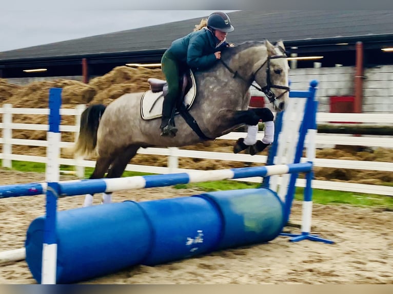 Connemara Wallach 5 Jahre 152 cm Schimmel in Mountrath
