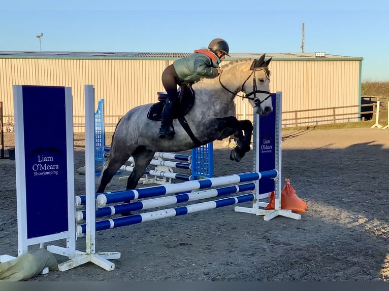 Connemara Wallach 5 Jahre 152 cm Schimmel in Mountrath