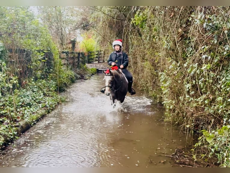 Connemara Wallach 5 Jahre 152 cm Schimmel in Mountrath