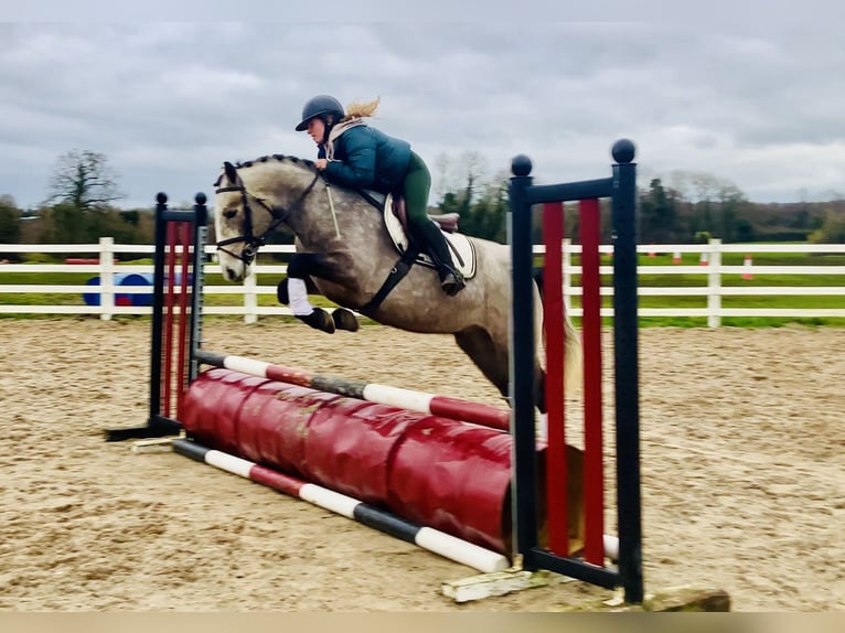Connemara Wallach 5 Jahre 152 cm Schimmel in Mountrath