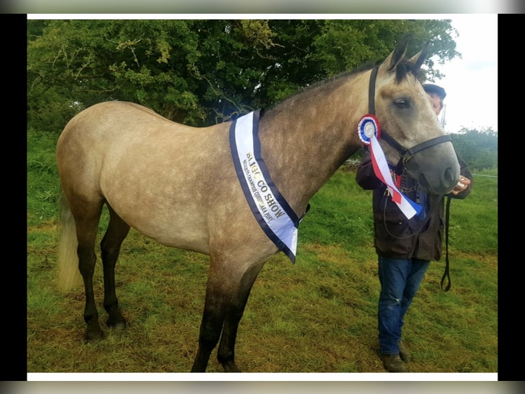 Connemara Wallach 5 Jahre 152 cm Schimmel in Mountrath