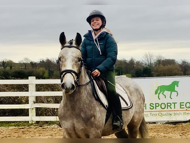 Connemara Wallach 5 Jahre 152 cm Schimmel in Mountrath