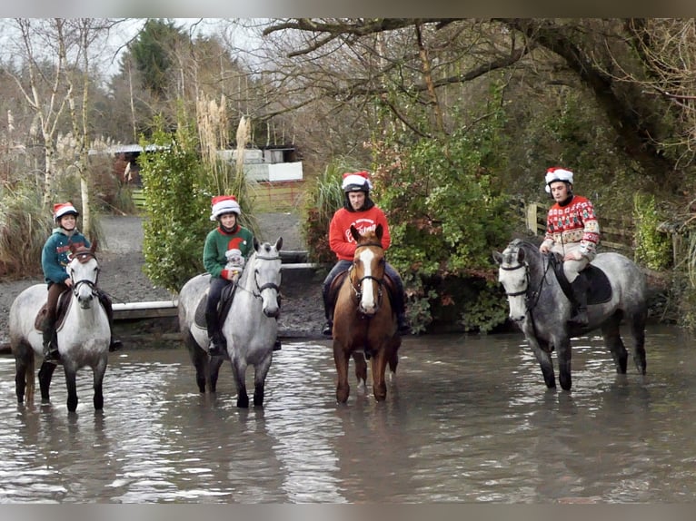 Connemara Wallach 5 Jahre 152 cm Schimmel in Mountrath