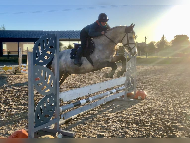 Connemara Wallach 5 Jahre 152 cm Schimmel in Mountrath