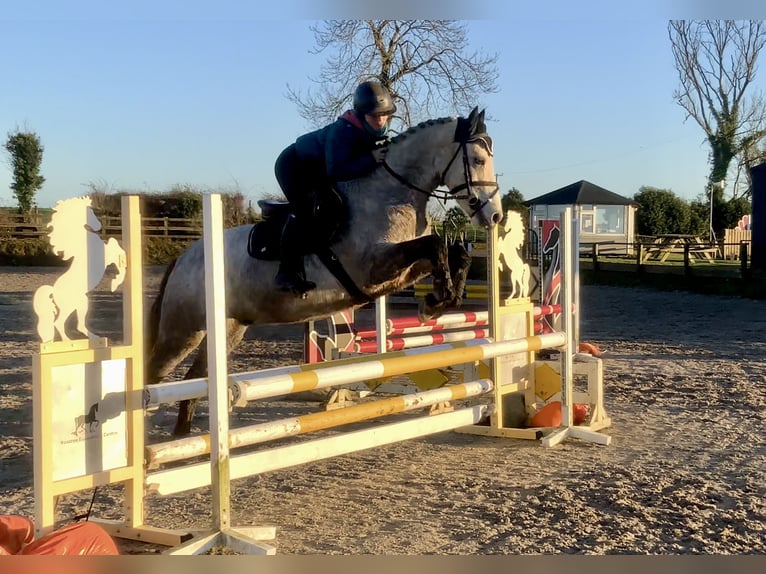 Connemara Wallach 5 Jahre 152 cm Schimmel in Mountrath