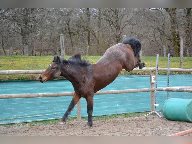 Connemara Wallach 5 Jahre 153 cm Brauner in Frahier