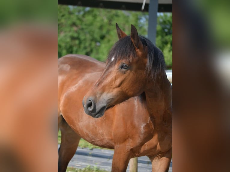 Connemara Wallach 5 Jahre 153 cm Brauner in Frahier