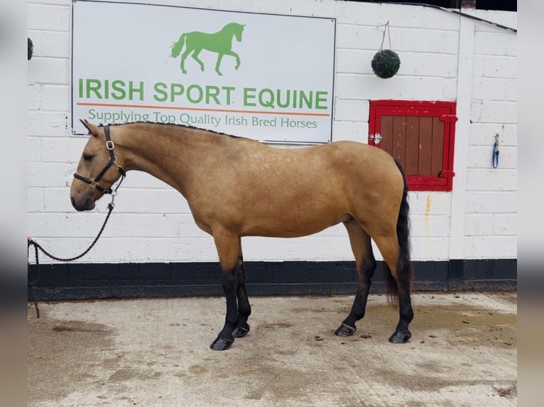 Connemara Wallach 5 Jahre 153 cm Falbe in Mountrath, Co. Laois
