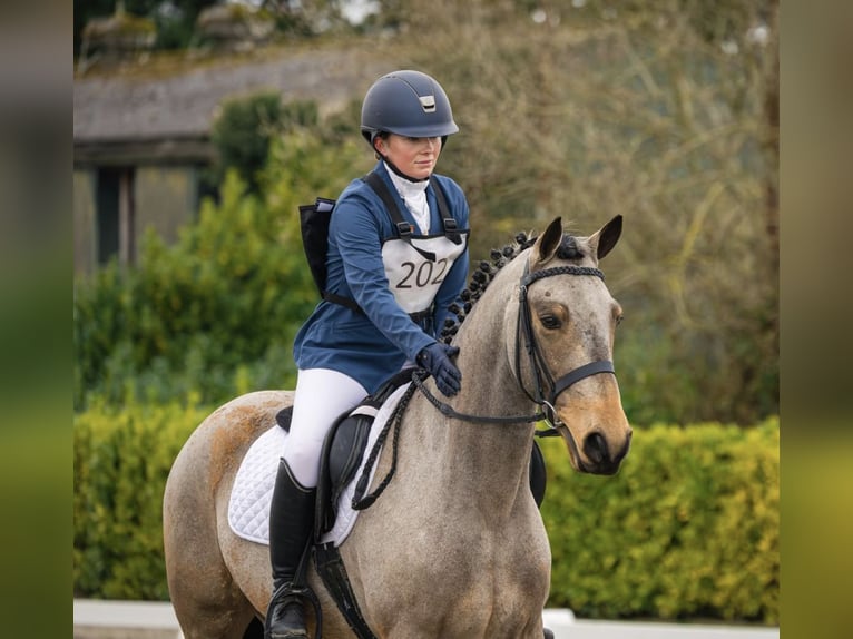 Connemara Wallach 5 Jahre 153 cm Falbe in Mountrath, Co. Laois