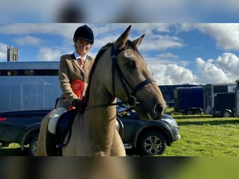 Connemara Wallach 5 Jahre 153 cm Falbe in Mountrath, Co. Laois