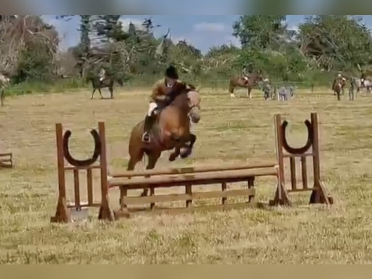 Connemara Wallach 5 Jahre 153 cm Falbe in Mountrath, Co. Laois