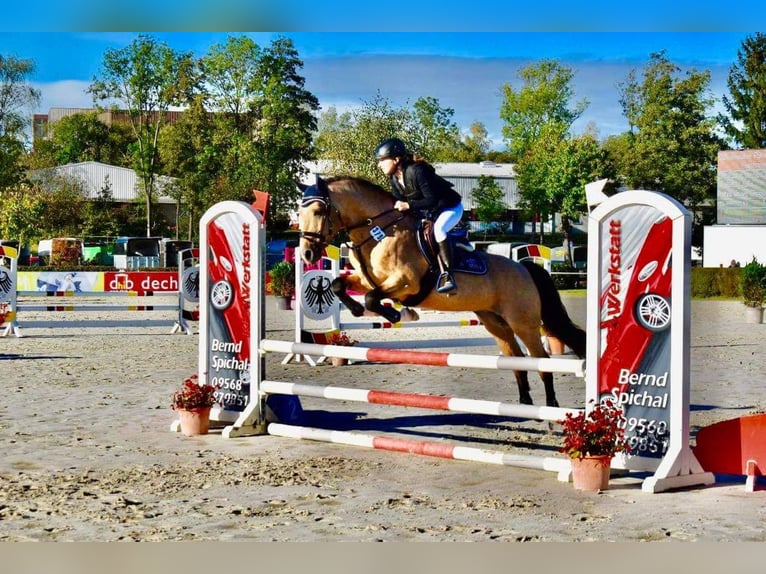 Connemara Wallach 5 Jahre 154 cm Tobiano-alle-Farben in Bad Herrenalb