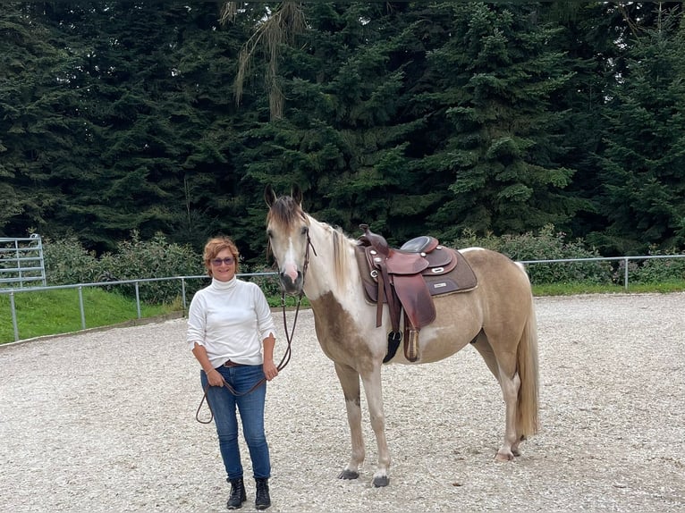 Connemara Wallach 5 Jahre 154 cm Tobiano-alle-Farben in Bad Herrenalb