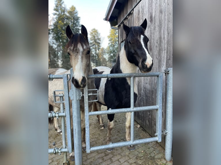 Connemara Wallach 5 Jahre 154 cm Tobiano-alle-Farben in Bad Herrenalb