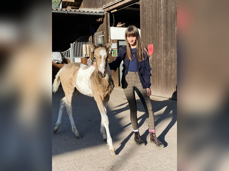 Connemara Wallach 5 Jahre 154 cm Tobiano-alle-Farben in Bad Herrenalb