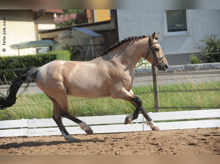 Connemara Wallach 5 Jahre 154 cm Tobiano-alle-Farben in Bad Herrenalb