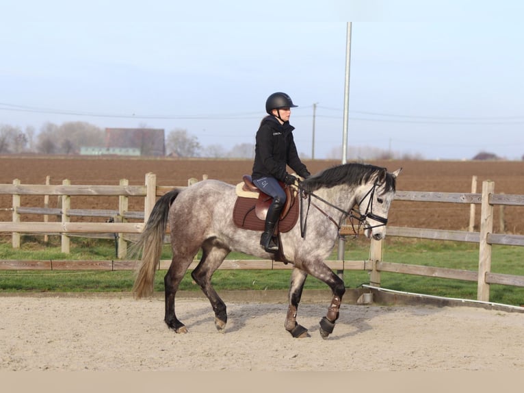 Connemara Wallach 5 Jahre 155 cm Blauschimmel in Bogaarden