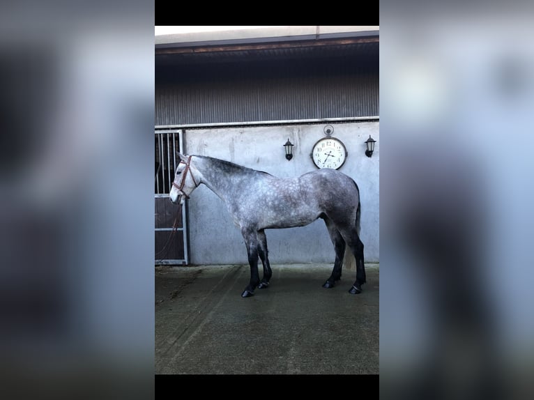 Connemara Wallach 5 Jahre 155 cm Blauschimmel in Bogaarden