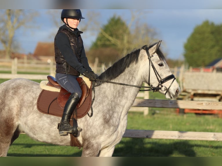 Connemara Wallach 5 Jahre 155 cm Blauschimmel in Bogaarden