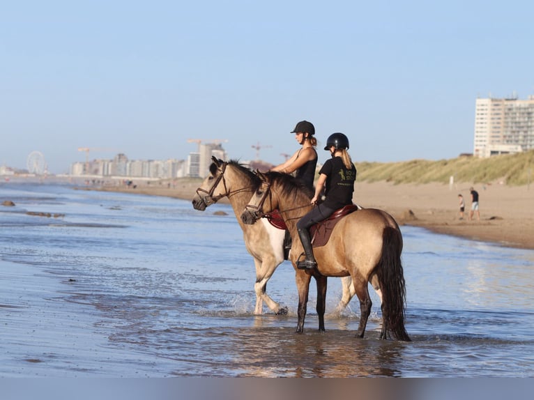 Connemara Wallach 5 Jahre 155 cm Falbe in Bogaarden