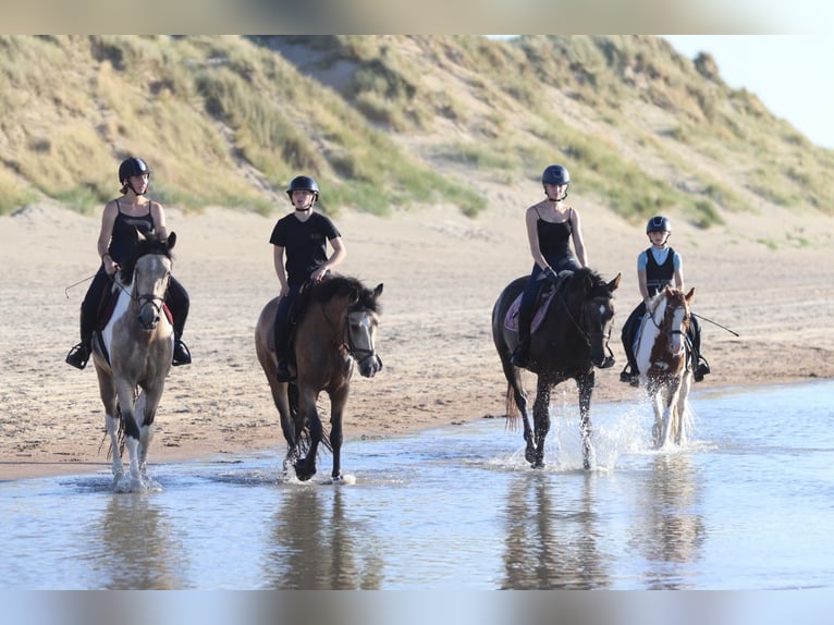 Connemara Wallach 5 Jahre 155 cm Falbe in Bogaarden