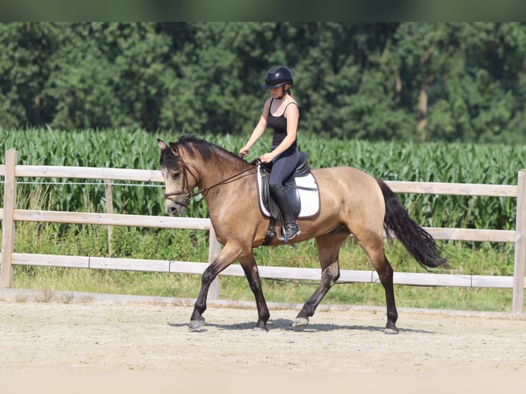 Connemara Wallach 5 Jahre 155 cm Falbe in Bogaarden