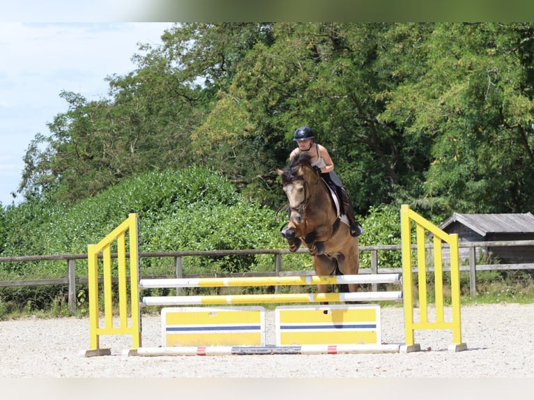 Connemara Wallach 5 Jahre 155 cm Falbe in Bogaarden