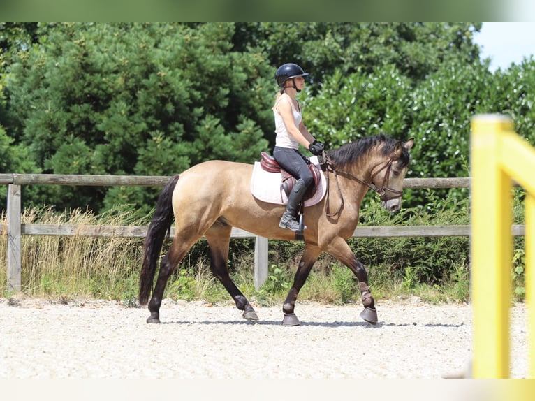 Connemara Wallach 5 Jahre 155 cm Falbe in Bogaarden