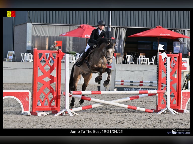 Connemara Wallach 5 Jahre 155 cm Falbe in Bogaarden