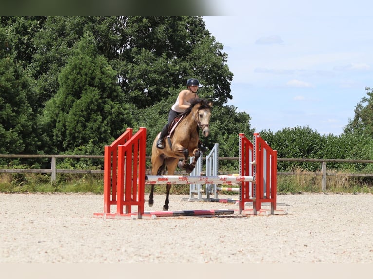 Connemara Wallach 5 Jahre 155 cm Falbe in Bogaarden