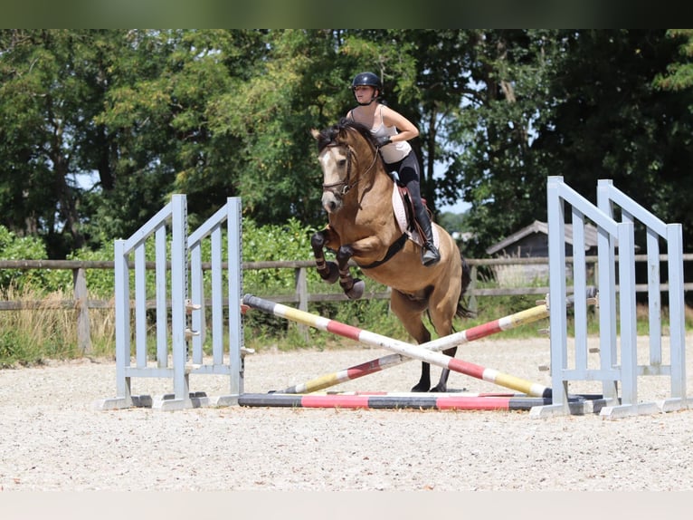 Connemara Wallach 5 Jahre 155 cm Falbe in Bogaarden